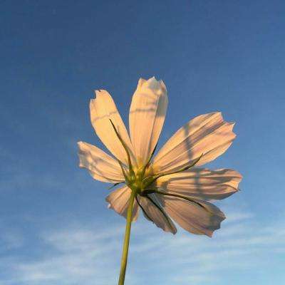 麻将胡了2游戏入口