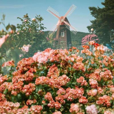 半岛官网入口网页版手机app下载